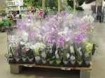 Home Depot Orchids