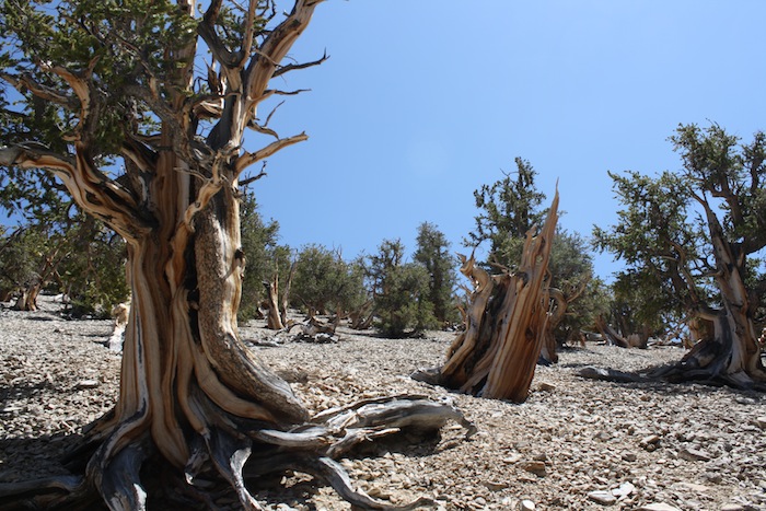 bristol cone pines
