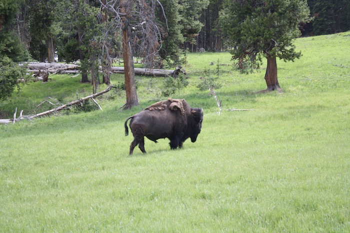 american bison