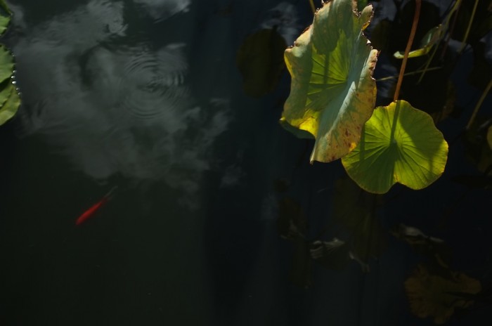 Monet's gardens
