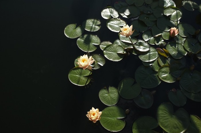 Monet's gardens