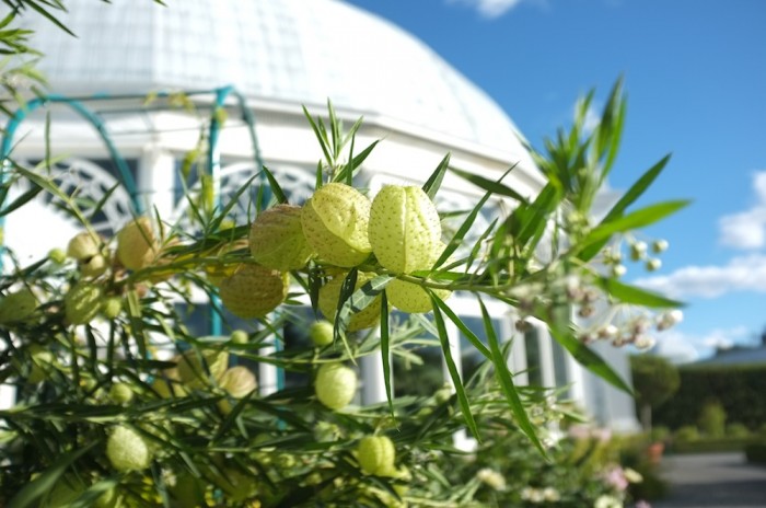 Monet's gardens