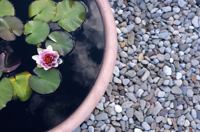 Monet's gardens