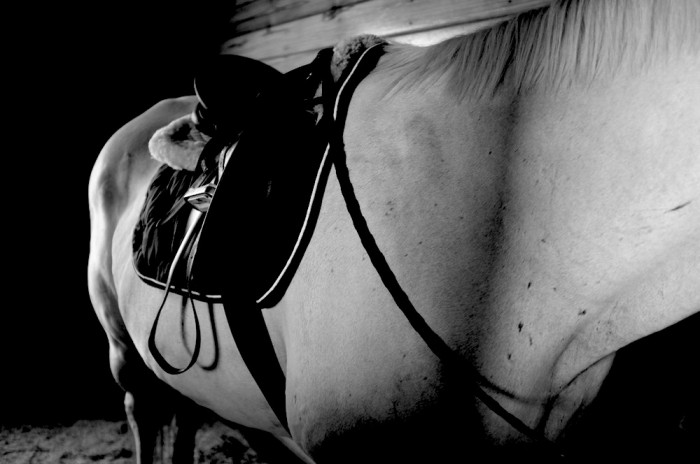 horse