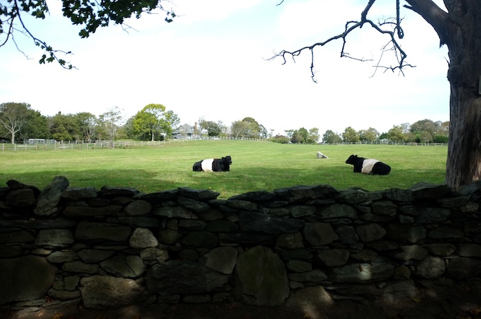 newport farm