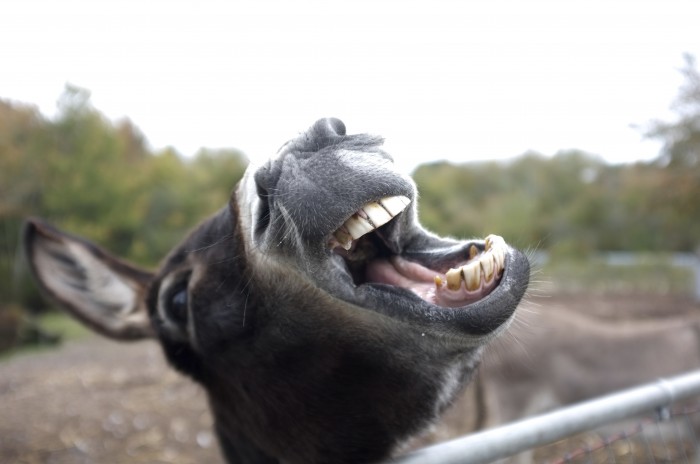 donkey