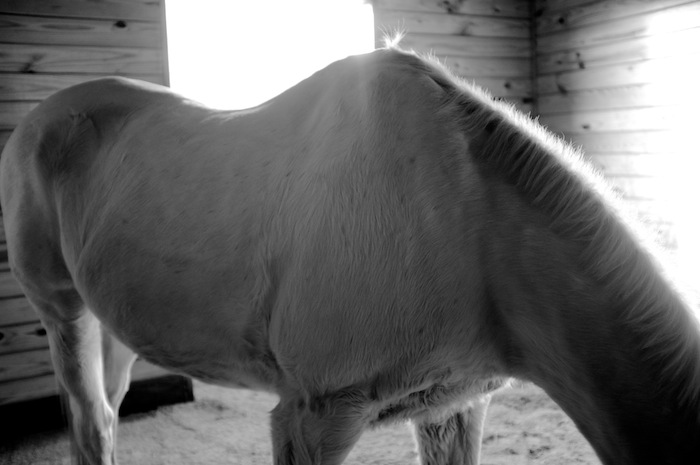 horse