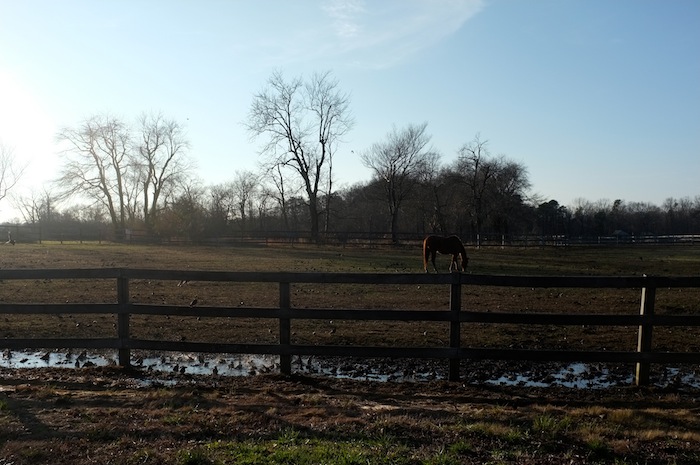 horse