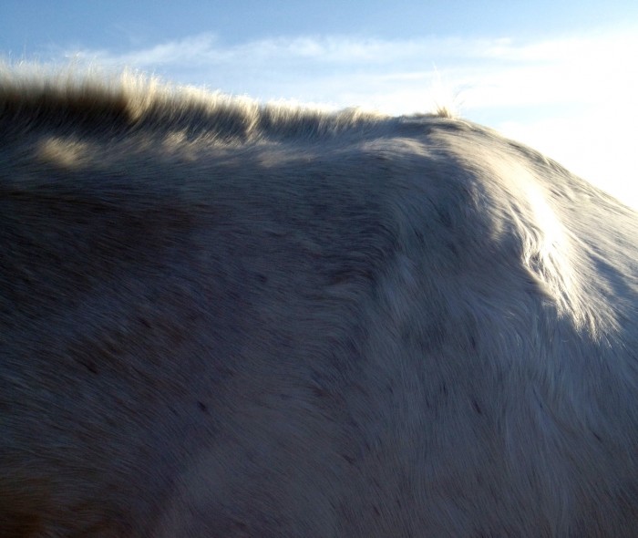 horse