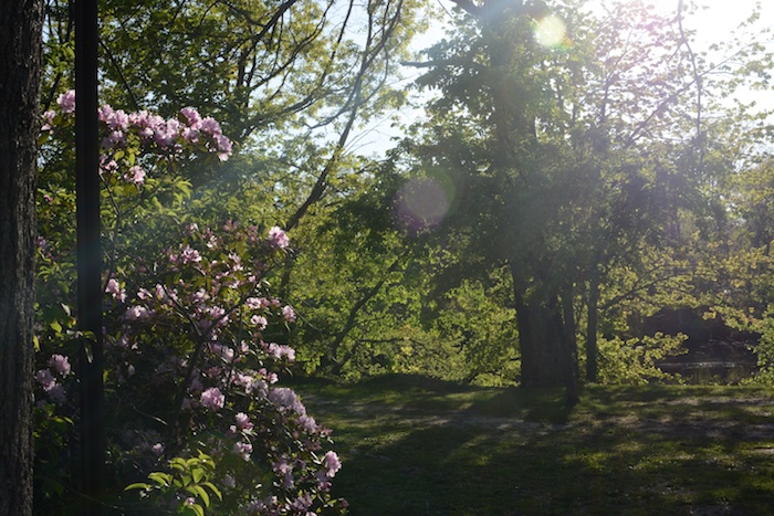 jersey flora and fauna