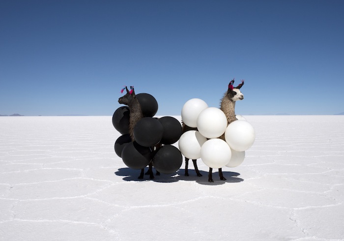 llamas-black-and-white-balloons