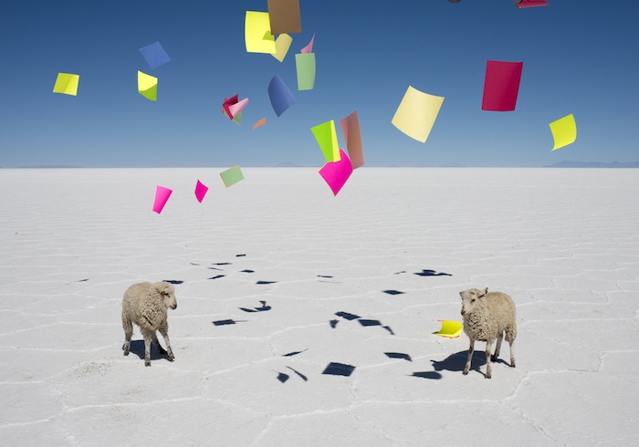 sheep-1-1