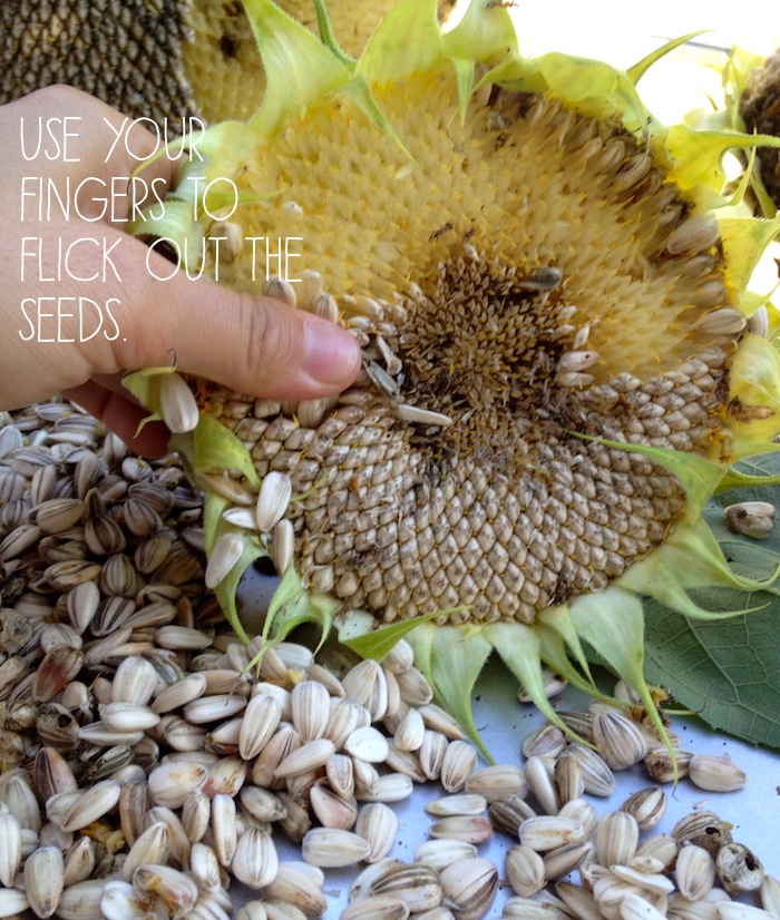 How To Harvest Sunflower Seeds From Garden Sunflowers - Reverasite